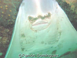 Ventral mouth of a Guitar fish at the Sea of Cortéz by Ramón Domínguez 